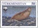 Caspian Seal (Phoca caspica), on Pebble Beach
