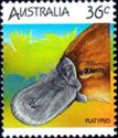 Duck-billed Platypus (Ornithorhynchus anatinus)