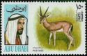 Arabian Desert Gazelle (Gazella cora)