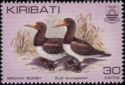 Brown Booby (Sula leucogaster)
