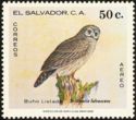 Fulvous Owl (Strix varia fulvescens)
