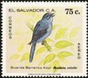 Slate-colored Solitaire (Myadestes unicolor)