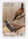 Common Pheasant (Phasianus colchicus)