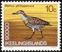 Buff-banded Rail (Rallus philippensis)