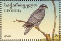Northern Goshawk (Accipiter gentilis)