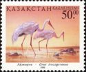 Siberian Crane (Grus leucogeranus)