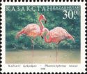 Greater Flamingo (Phoenicopterus roseus)