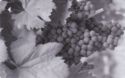 Park Hyatt Mendoza - Grapes (F-08/11)