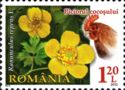 Creeping Buttercup (Ranunculus repens)