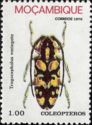 Longhorn Beetle (Tragocephalus variegata)