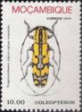 Longhorn Beetle (Tragiscoschema nigrosciptum maculata)