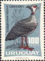 Southern Screamer (Chauna torquata)