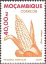 Corn (Zea mays)