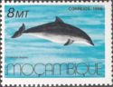 Common Dolphin (Delphinus delphis)