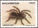Tarantula (Paraphysa spp)
