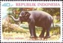 Asian Elephant (Elephas maximus)
