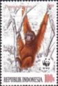 Bornean Orangutan (Pongo pygmaeus)
