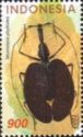 Violin Beetle (Mormolyce phyllodes)