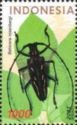 Beetle (Batocera rosenbergi)