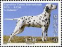 Dalmatian Dog (Canis lupus familiaris)