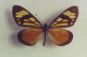 Butterfly Actinote thalia anteas