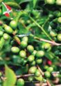 Burundi - Coffee