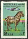 Zebra (Equus sp.)