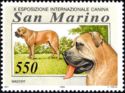 Mastiff (Canis lupus familiaris)