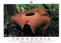 Rafflesia arnoldi - world's largest flower. West Sumatra