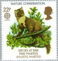 Pine Marten (Martes martes)