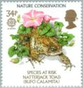 Natterjack Toad (Bufo calamita)