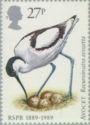 Pied Avocet (Recurvirostra avosetta)
