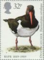 Eurasian Oystercatcher (Haematopus ostralegus)