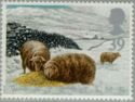 Welsh Mountain Sheep (Ovis aries)