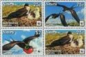 Great Frigatebird (Fregata minor)