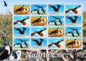 Great Frigatebird (Fregata minor) mini sheet
