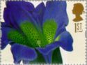 Gentiana acaulis (Ehret)