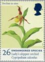 Lady's-slipper Orchid (Cypripedium calceolus)