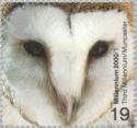 Common Barn Owl (Tyto alba)
