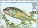 Three-spined Stickleback (Gasterosteus aculeatus)