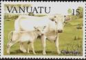 Charolais Cattle (Bos primigenius taurus) - Cow with Calf