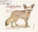 Bat-eared Fox (Otocyon megalotis)