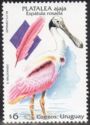 Roseate Spoonbill (Platalea ajaja)