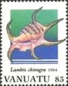 Chiragra Spider Conch (Lambis chiragra)