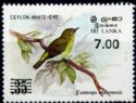Ceylon White-eye (Zosterops ceylonensis)