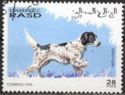 English Setter