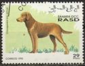 Chesapeake Bay Retriever