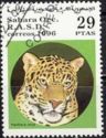 Jaguar (Panthera onca)
