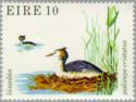 Great Crested Grebe (Podiceps cristatus)
