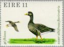 Greater White-fronted Goose (Anser albifrons flavirostris)